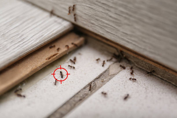 Flea Control Services in Florence, KY
